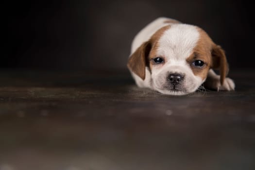 Dog on a black background