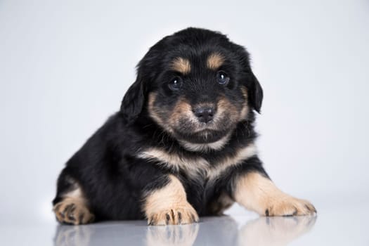 Little dog on a white background