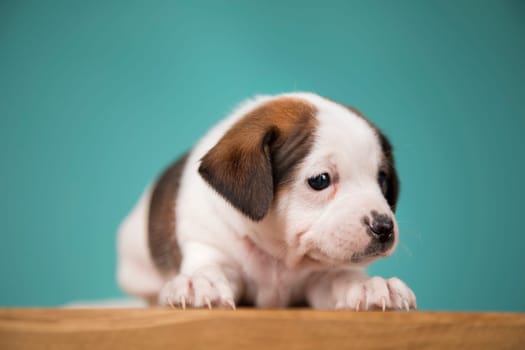 Little puppy dogs, animals concept