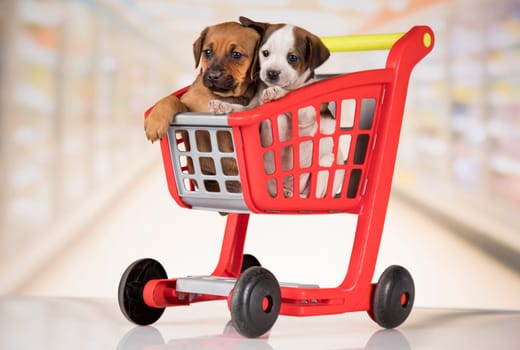 Cute doggies in a shopping cart