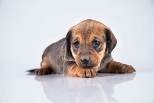 A small dog on a white background