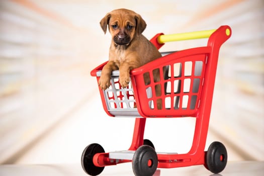 A dog in a shopping cart