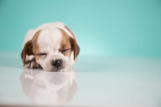 Small happy dog are sleeping
