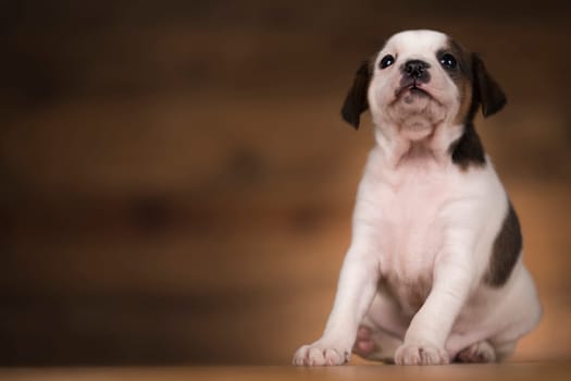Small dog on a wooden background