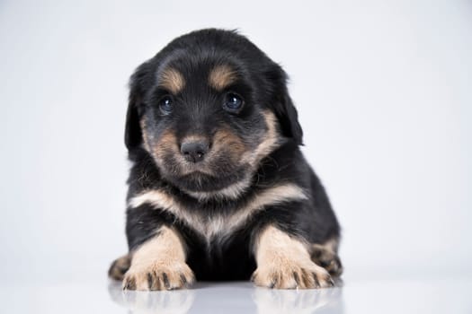 Little dog on a white background