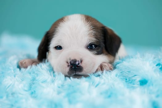 Sleeping dog in a on a blanket