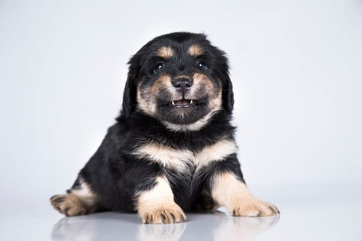 Little dog on a white background