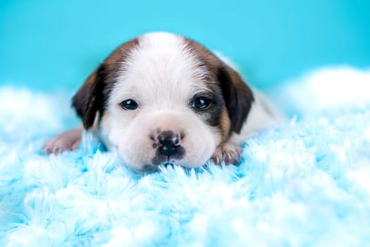 Sleeping dog in a on a blanket