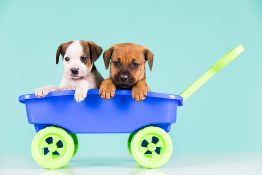 Cute doggies in a toy wagon