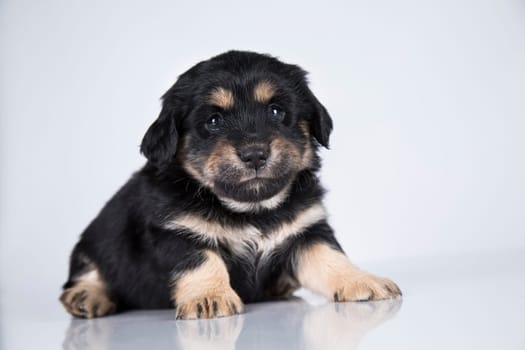 Little dog on a white background