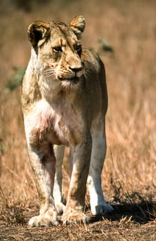 Lion, (Panthera leo), Kruger National Park, Mpumalanga, South Africa, Africa