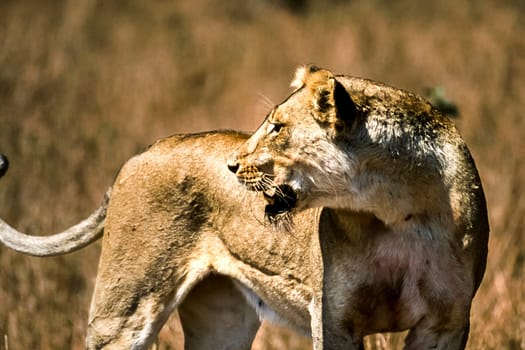 Lion, (Panthera leo), Kruger National Park, Mpumalanga, South Africa, Africa