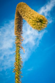Low angle view on a foxtail agave flower, or latin name Agave attenuata. Also called lion's tale or swan's neck agave