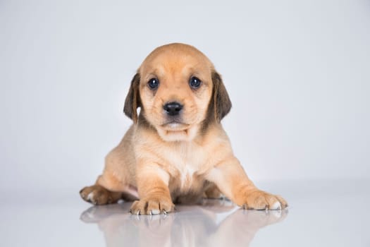 Little dog on a white background