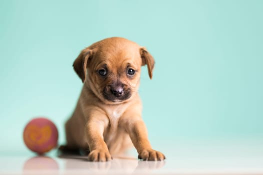 A happy puppy is playing with a ball