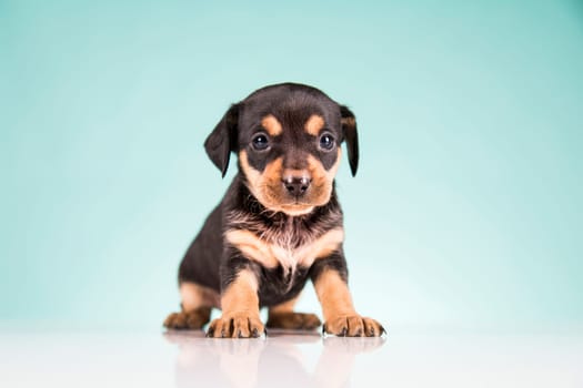 Pet, Little puppy dog, animals concept