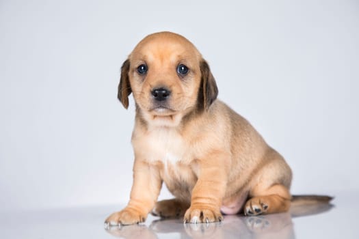 A small dog on a white background