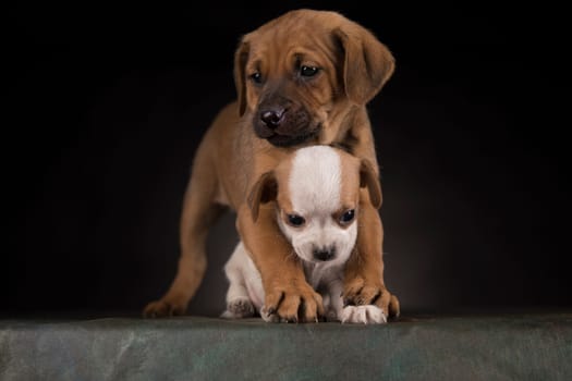 Small dog on a black background