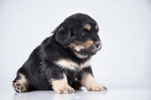 Pet, dog puppy animals concept