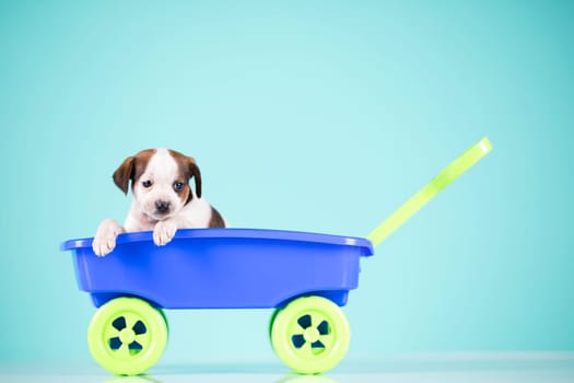 Little cute dog in a toy car
