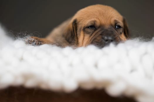 Little puppy breed is sleeping