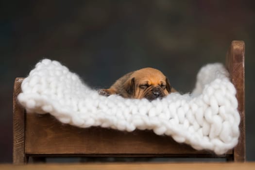 Dog sleep on a small wooden bed
