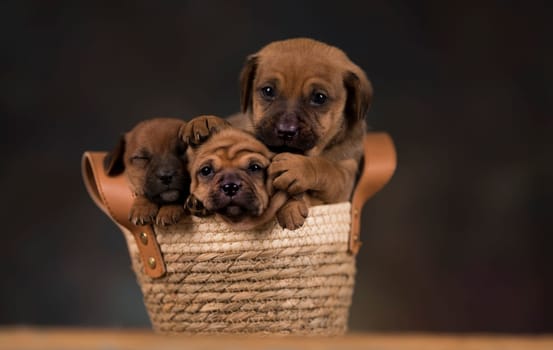 Small puppies in a wicker basket