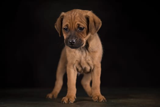 Small dog on a black background