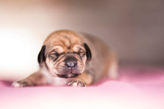 The dogs sleep, animals concept