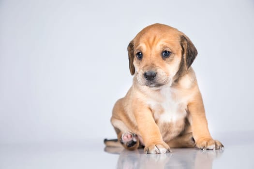 A small dog on a white background