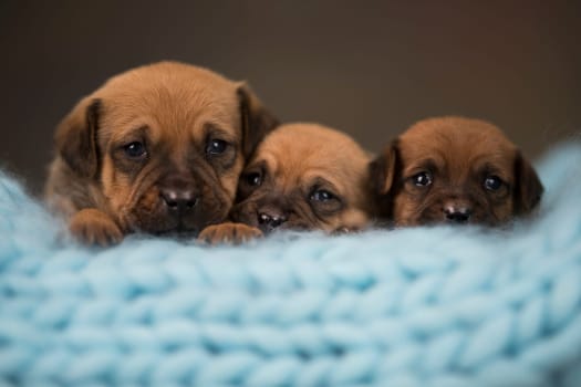 Dogs sleep on a small wooden bed