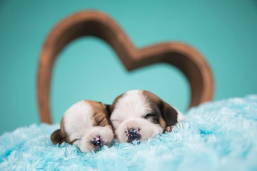 Love dogs in are sleeping