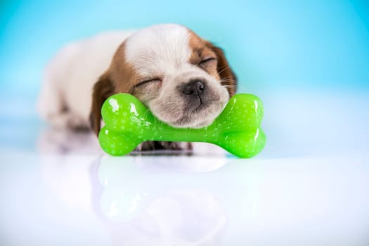 Dog sleeps with a rubber bone
