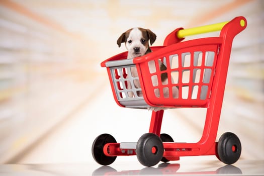 Dog in a shopping cart