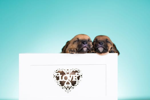 Love little dogs in are wooden deck