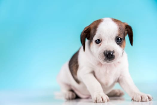 Pet, Little puppy dog, animals concept