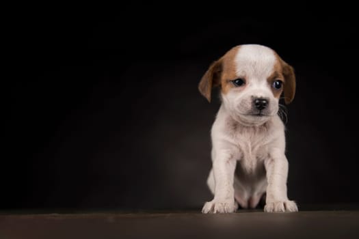 Small dog on a black background