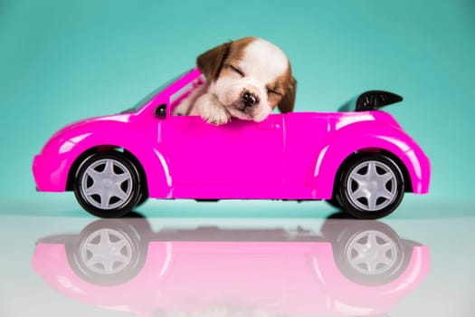 A little dog in a pink car