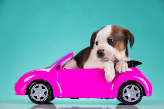 Cute dog in a pink car