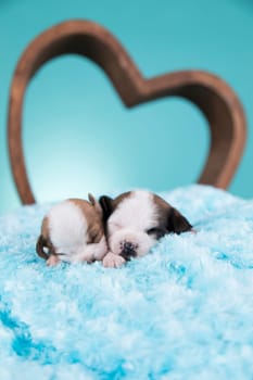 Love dogs in are sleeping
