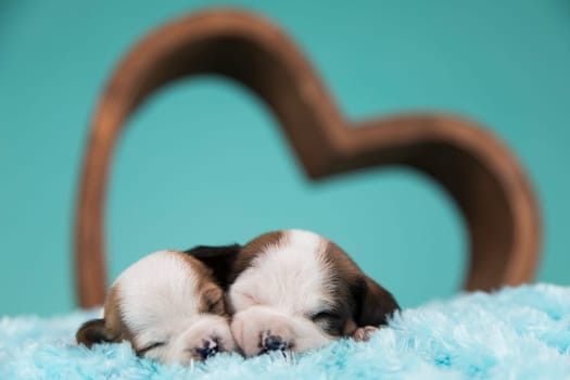 Dogs in love are sleeping
