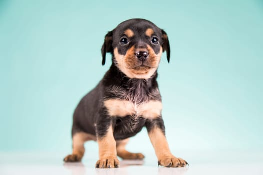 Pet, Little puppy dog, animals concept