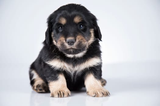 Little dog on a white background