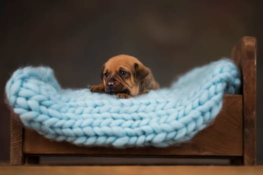 Dog sleep on a small wooden bed