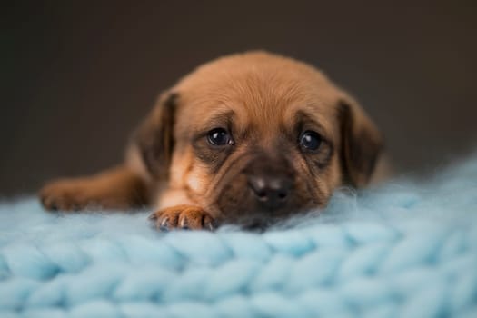 Little puppy breed is sleeping