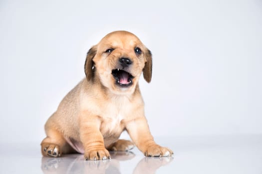 Little dog on a white background