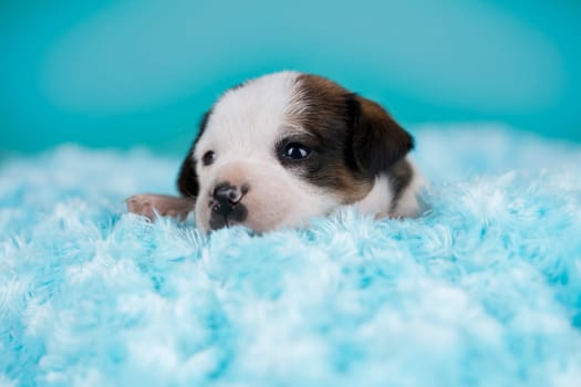 Sleeping dog in a on a blanket