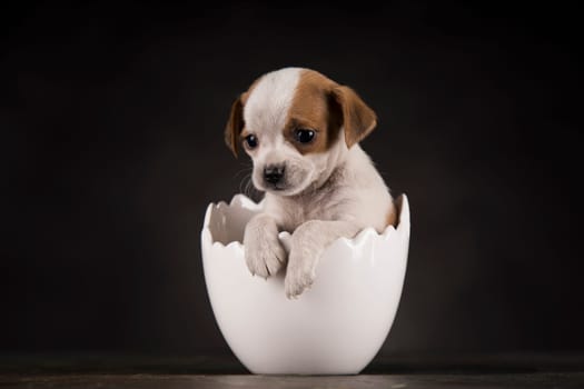 Little dog in an Easter egg