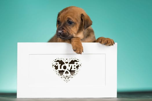Love little dogs in are wooden deck