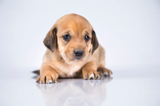 Little dog on a white background